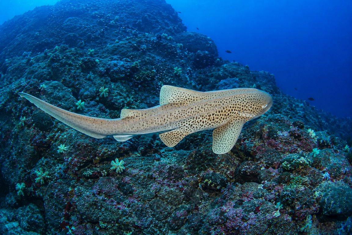 Leopard shark exploring a coral-covered seabed in one of Krabi’s top diving locations during a Krabi Boat Tours excursion